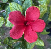 2nd Mar 2024 - Red hibiscus