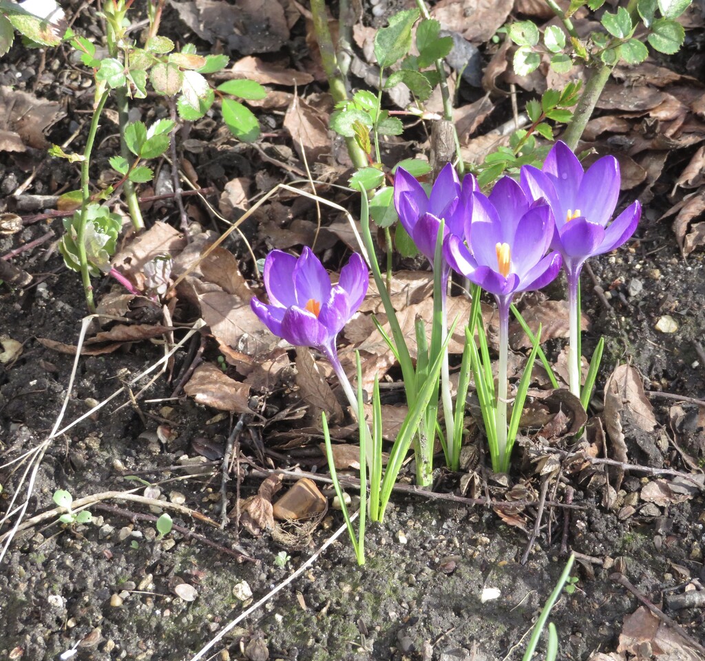 Crocuses by felicityms