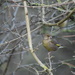 Greenfinch by dragey74