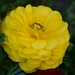 3 1 Yellow Ranunculus by sandlily