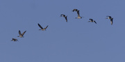 2nd Mar 2024 - Canada geese
