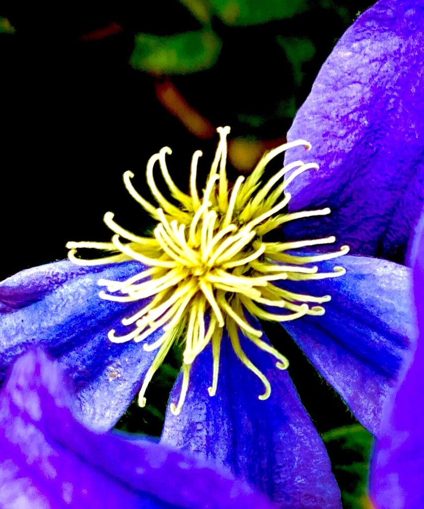 Clematis  by rensala
