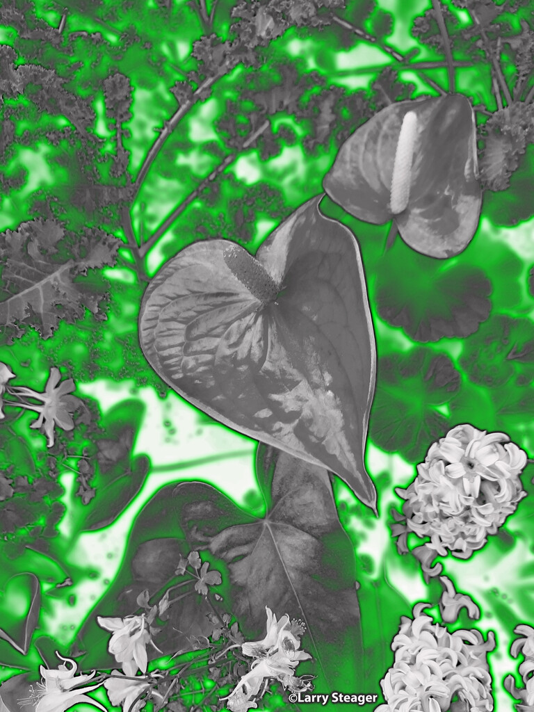 Anthurium Hyacinthus and epimedium artistic by larrysphotos