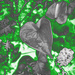 Anthurium Hyacinthus and epimedium artistic