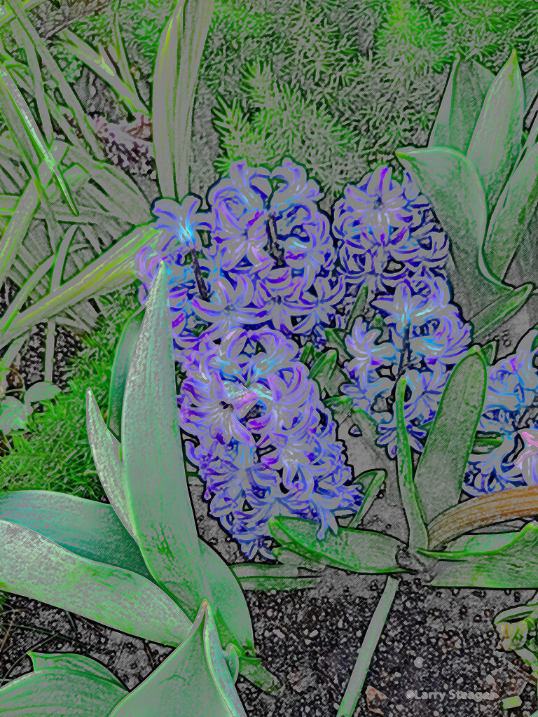 Aqua Hyacinthus artistic by larrysphotos