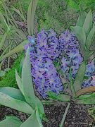 1st Mar 2024 - Aqua Hyacinthus artistic