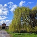 Green willow 