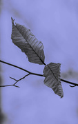 2nd Mar 2024 - Leaves