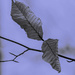 Leaves by darchibald