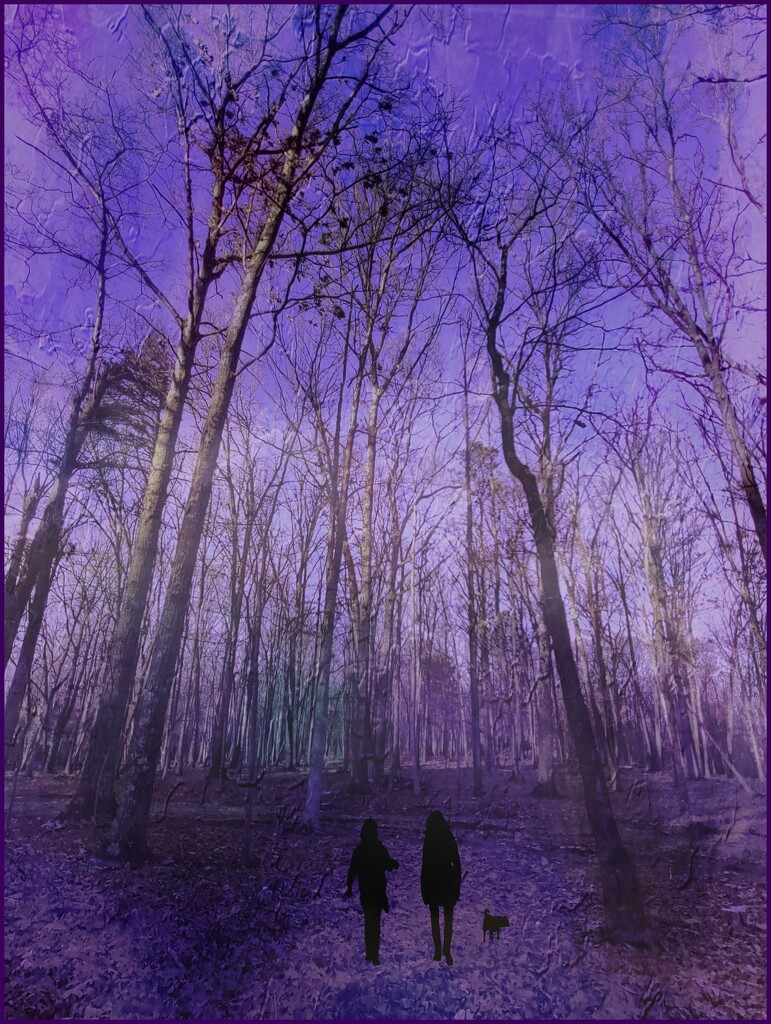 A Walk Among the Purplewoods by olivetreeann