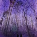 A Walk Among the Purplewoods