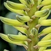 Aloe Blooms by photohoot