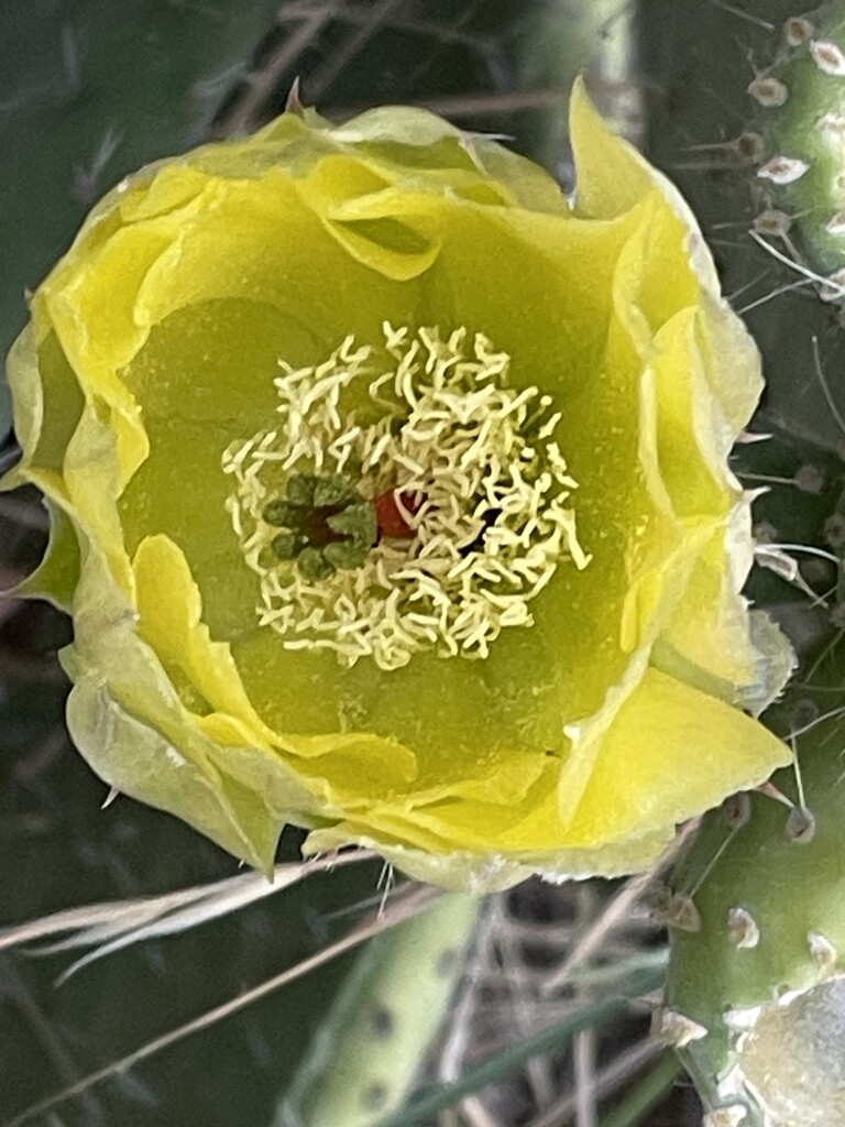 Pear Cactus Blossom with Bee by robwing