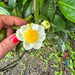 Flower of tea plant.  by cocobella