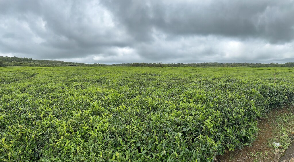 Tea plantation.  by cocobella