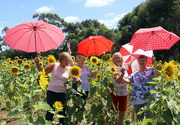 2nd Mar 2024 - Brolly girls play in a field of sunflowers