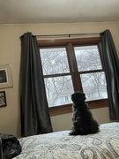 6th Feb 2024 - IMG_3952 window watcher