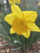 29th Feb 2024 - Backlit Daffodil