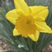 Backlit Daffodil by margonaut