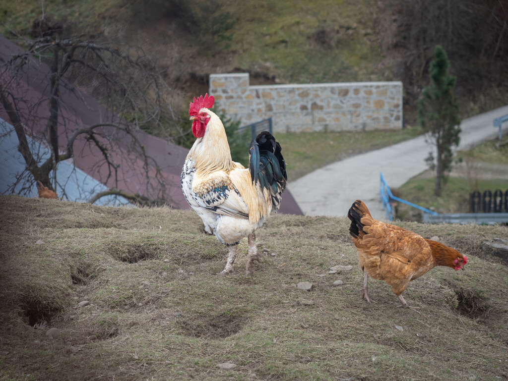 Rooster and hen by haskar