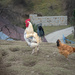 Rooster and hen