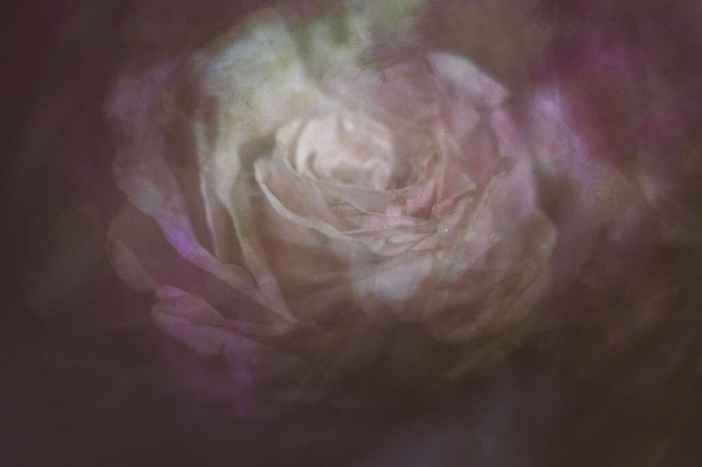 pink rose swirl  by myhrhelper