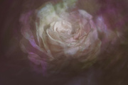 27th Feb 2024 - pink rose swirl 