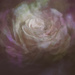 pink rose swirl  by myhrhelper