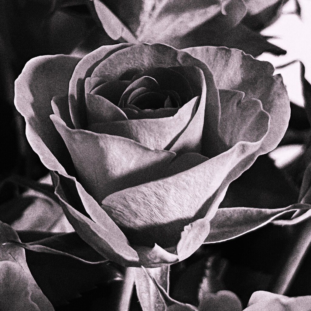 Black and White Rose by mattjcuk