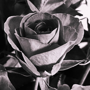 3rd Mar 2024 - Black and White Rose