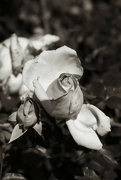 4th Mar 2024 - rose petals