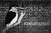 2nd Mar 2024 - Kingfisher