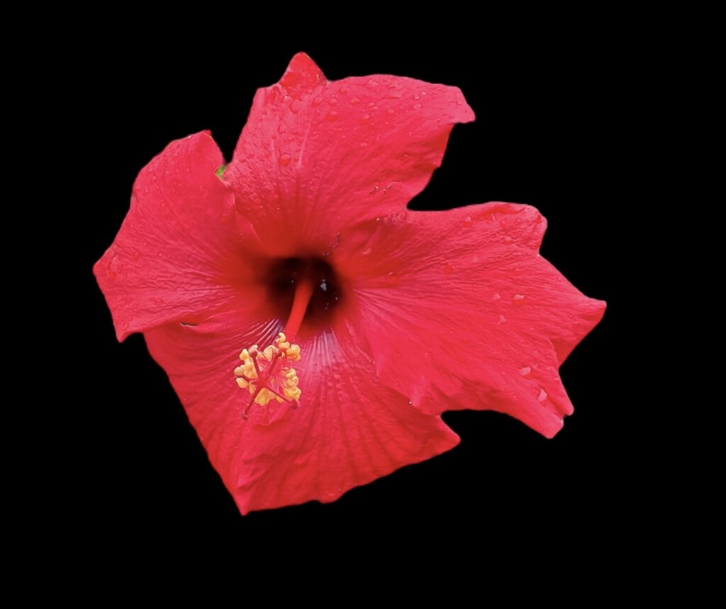Tropical Hibiscus  by radiogirl