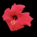 Tropical Hibiscus 