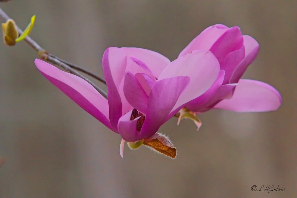 LHG_7015. Tulip magnolia by rontu