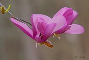 3rd Mar 2024 - LHG_7015. Tulip magnolia