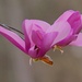 LHG_7015. Tulip magnolia