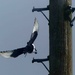Magpie in flight by arkensiel