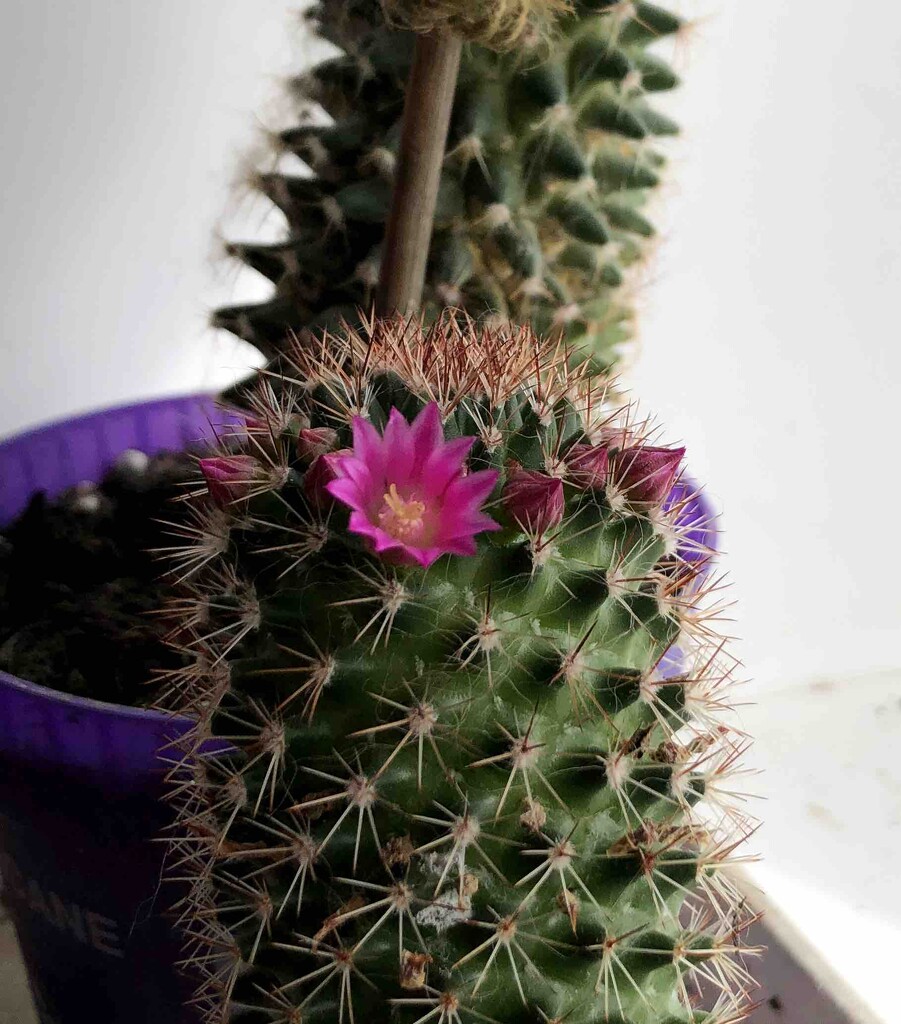 Cactus Flower by arkensiel