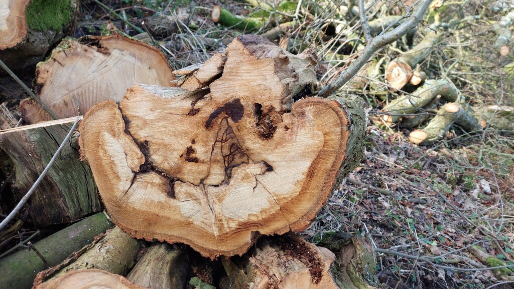 Newly felled wood by samcat