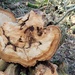 Newly felled wood by samcat