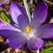 Crocus in the Sun by pcoulson