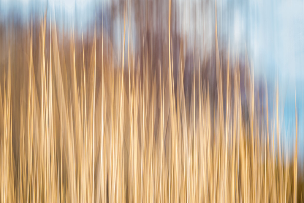 Reeds ICM by humphreyhippo