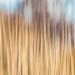 Reeds ICM by humphreyhippo