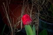 3rd Mar 2024 - First Tulip