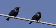 3rd Mar 2024 - European starlings