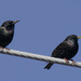 European starlings by rminer