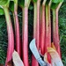 Rhubarb by anncooke76