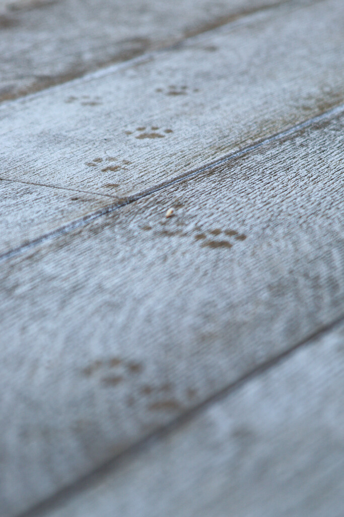 Frosty footprints by plebster