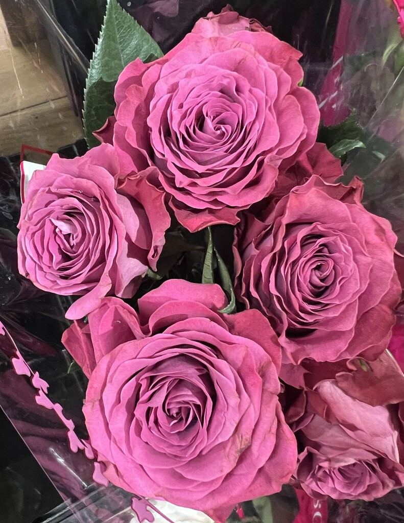 Purple Roses by peekysweets